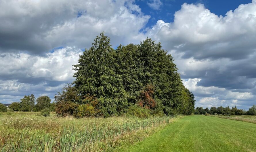 Infoabend fürs Klima: Böden und Flächennutzung – was macht wirklich Sinn?